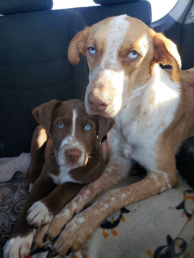 Morticai joined the competition — help win amazing prizes! canidae, carnivore, companion_dog, dog, dog_breed, fawn, hunting_dog, liver, snout, sporting_group, whiskers, working_animal