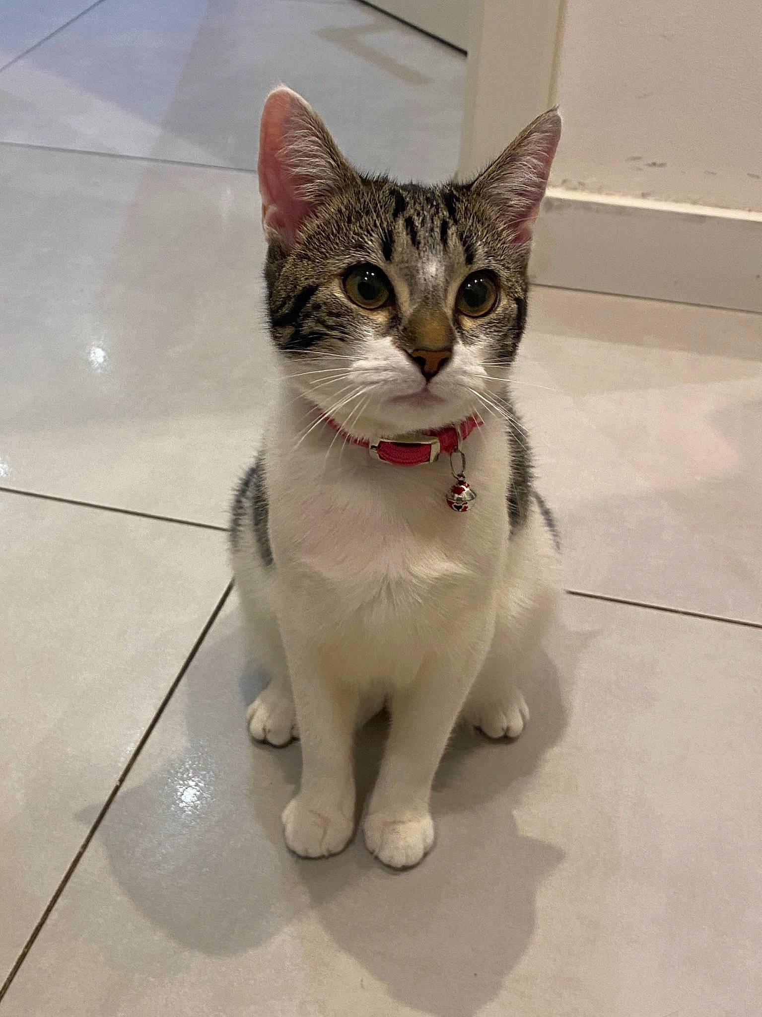 Lola a rejoint le concours — aidez-le/la à gagner de superbes lots ! carnivore, cat, claw, domestic_short_haired_cat, eye, felidae, flooring, foot, fur, head, paw, sitting, small_to_medium_sized_cats, snout, tail, terrestrial_animal, tile_flooring, toe, whiskers