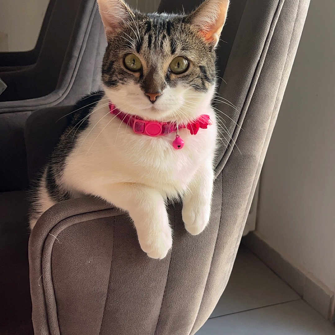Lola a rejoint le concours — aidez-le/la à gagner de superbes lots ! animal, cat, chair, cozy, curious, domestic_cat, ears, feline, floor, gray_fabric, indoor, natural_light, paws, pet, pink_collar, portrait, relaxed, tabby_cat, whiskers, wooden_leg