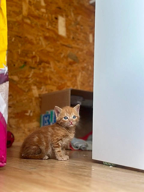 Fripouille participe au concours pour gagner de l'argent avec cette photo : carnivore, cat, domestic_short_haired_cat, fawn, felidae, floor, flooring, fur, hardwood, house, laminate_flooring, room, small_to_medium_sized_cats, snout, tail, whiskers, window, wood, wood_flooring, wood_stain