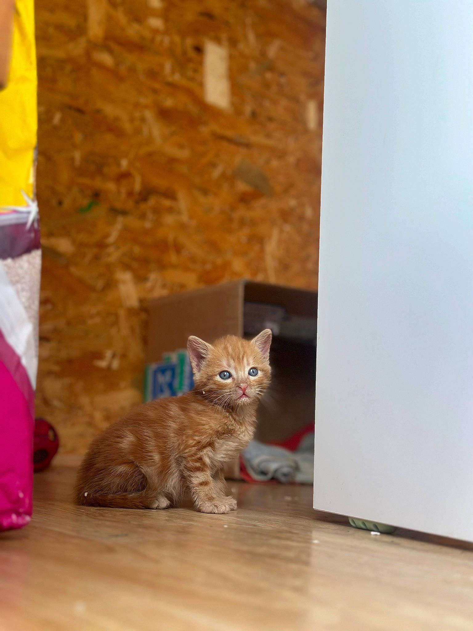 Fripouille a rejoint le concours — aidez-le/la à gagner de superbes lots ! carnivore, cat, domestic_short_haired_cat, fawn, felidae, floor, flooring, fur, hardwood, laminate_flooring, mammal, room, small_to_medium_sized_cats, snout, tail, whiskers, window, wood, wood_stain, yellow