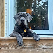 Violet is registered to the contest to win money with this photo: animal, canine, collar, dog, fence, fur, gold_tag, gray_dog, home, house, nature, outdoor, paw, pet, portrait, reflection, resting, watchful, window, wooden_deck