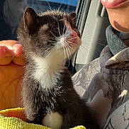 Milo is registered to the contest to win money with this photo: kitten, cat, animal, pet, yellow_towel, human_hand, person, face, smile, car_interior, window, sunlight, whiskers, fur, black_and_white, close_up, cute, outdoor_background, nature, portrait