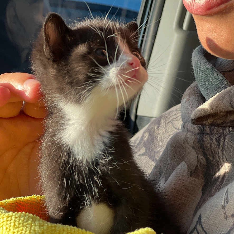 Milo is registered to the contest to win money with this photo: animal, black_and_white, car_interior, cat, close_up, cute, face, fur, human_hand, kitten, nature, outdoor_background, person, pet, portrait, smile, sunlight, whiskers, window, yellow_towel