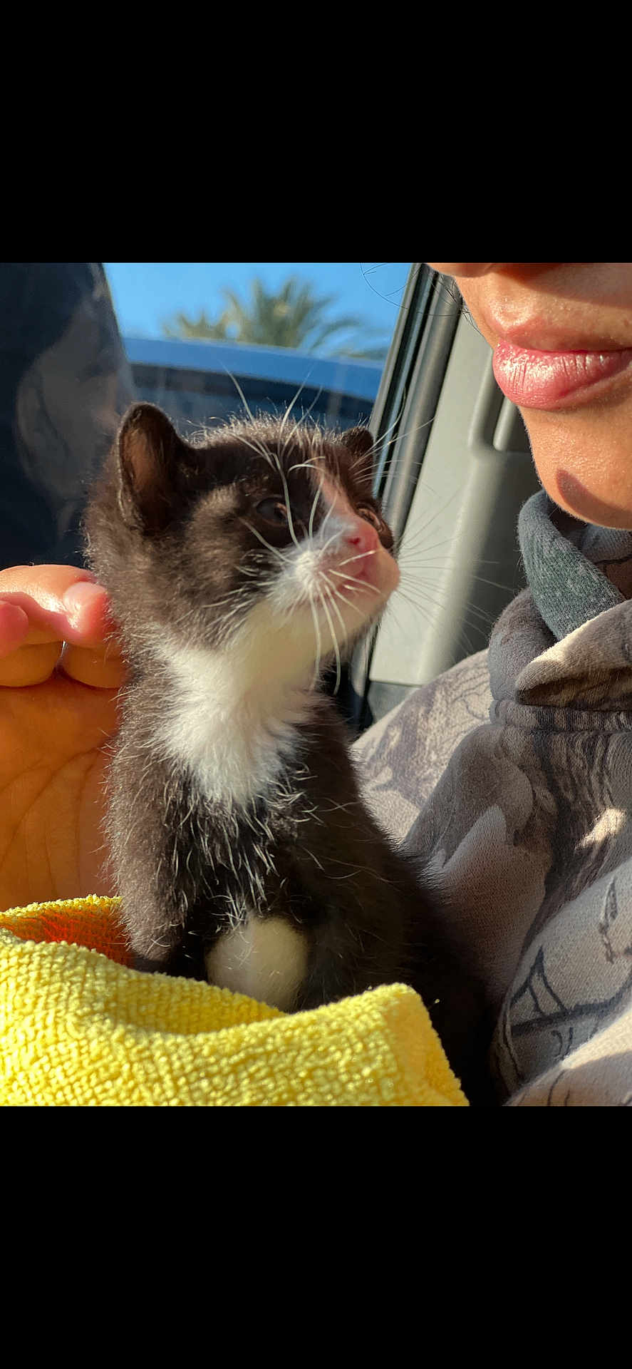 Milo is registered to the contest to win money with this photo: kitten, cat, animal, pet, yellow_towel, human_hand, person, face, smile, car_interior, window, sunlight, whiskers, fur, black_and_white, close_up, cute, outdoor_background, nature, portrait