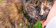Dune a rejoint le concours — aidez-le/la à gagner de superbes lots ! cat, tortoiseshell, grass, greenery, flowers, outdoor, pet, animal, feline, closeup, nature, content, hand, human, resting, cute, fur, wildflowers, peaceful, sunlight