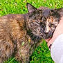 cat, tortoiseshell, grass, greenery, flowers, outdoor, pet, animal, feline, closeup, nature, content, hand, human, resting, cute, fur, wildflowers, peaceful, sunlight