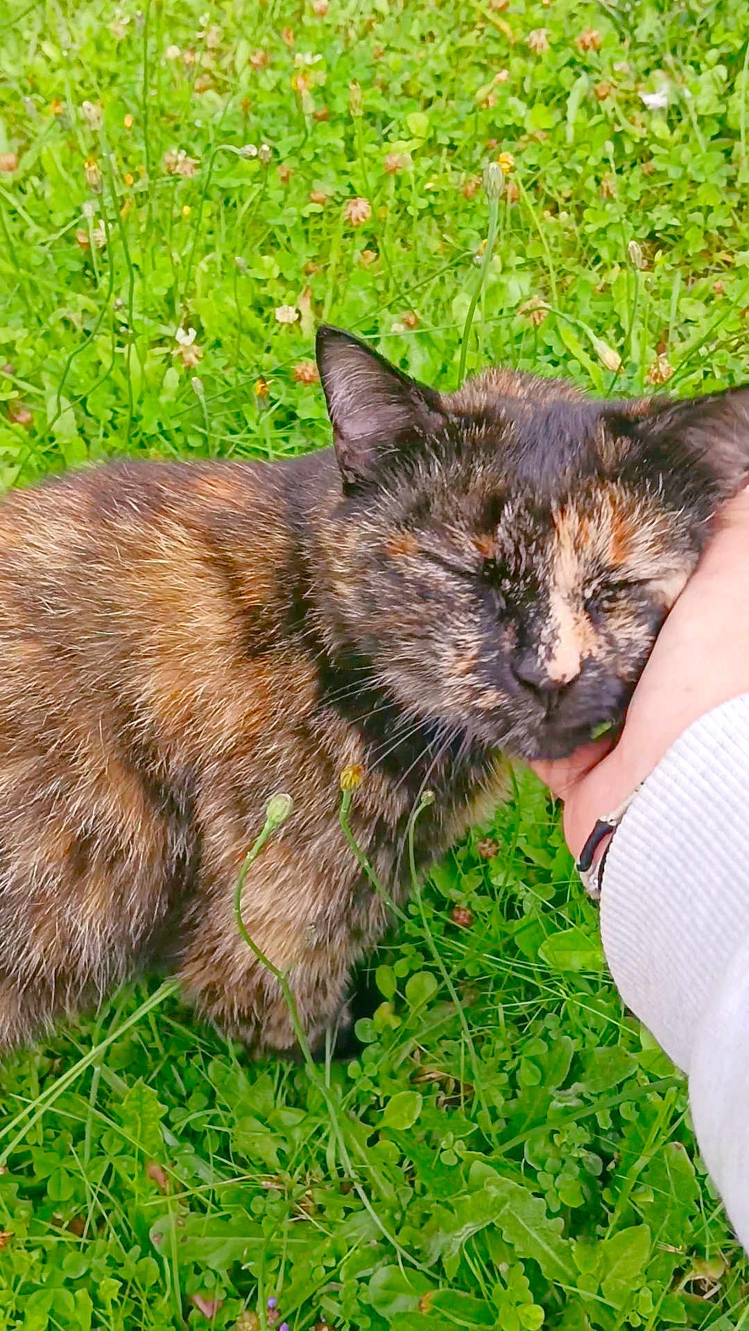 Dune a rejoint le concours — aidez-le/la à gagner de superbes lots ! cat, tortoiseshell, grass, greenery, flowers, outdoor, pet, animal, feline, closeup, nature, content, hand, human, resting, cute, fur, wildflowers, peaceful, sunlight