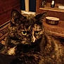 Dune participe au concours pour gagner de l'argent avec cette photo : cat, tortoiseshell, indoor, close_up, pet, feline, animal, green_eyes, wooden_shelf, carpet, cozy, fur, domestic, mammal, looking_away, home, resting, cute, whiskers, ears