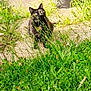 Dune participe au concours pour gagner de l'argent avec cette photo : cat, tortoiseshell, grass, outdoor, sunlight, greenery, curious, animal, pet, nature, garden, plant, feline, eyes, concrete, daylight, small_animal, wildlife, natural_light, sitting