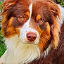 animal, ball, canine, cockerspaniel, collie, dog, football, grass, hardwood, hound, husky, pet, plant, puppy, snout, soccer, soccerball, sport, stainedwood, wood