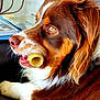animal, bodypart, canine, cockerspaniel, collie, doctor, dog, face, goldenretriever, hardwood, head, hound, mouth, person, pet, puppy, snout, teeth, veterinarian, wood