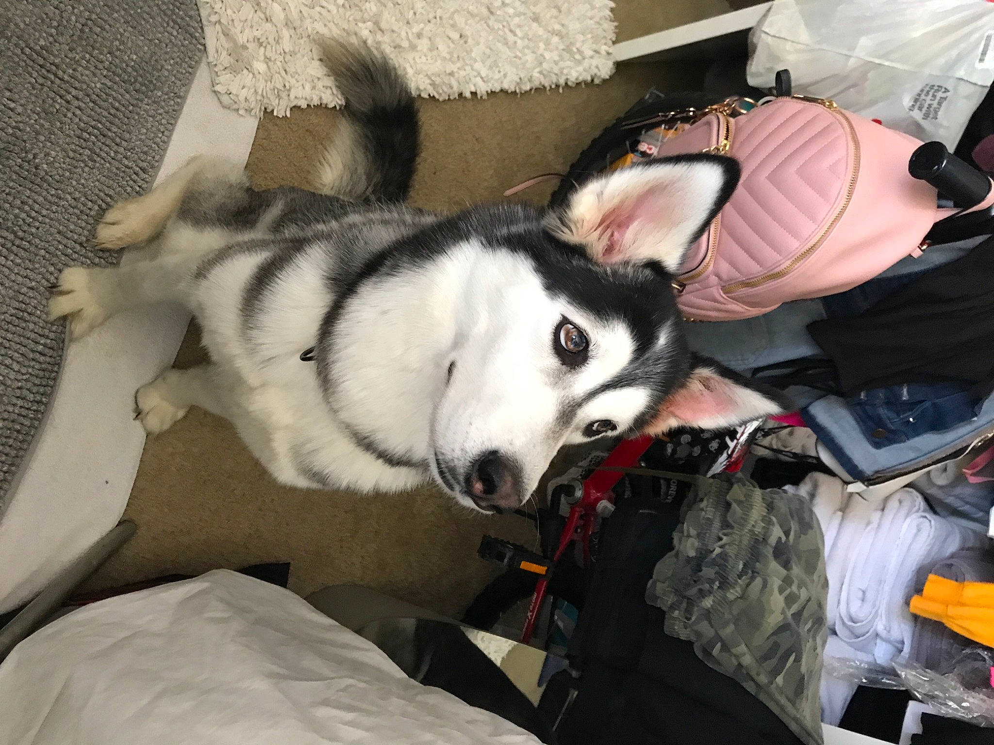 Ski joined the competition — help win amazing prizes! canidae, canis, carnivore, comfort, companion_dog, dog, dog_breed, fur, non_sporting_group, puppy, siberian_husky, sled_dog, snout, sporting_group, tail, wolf, working_animal, working_dog