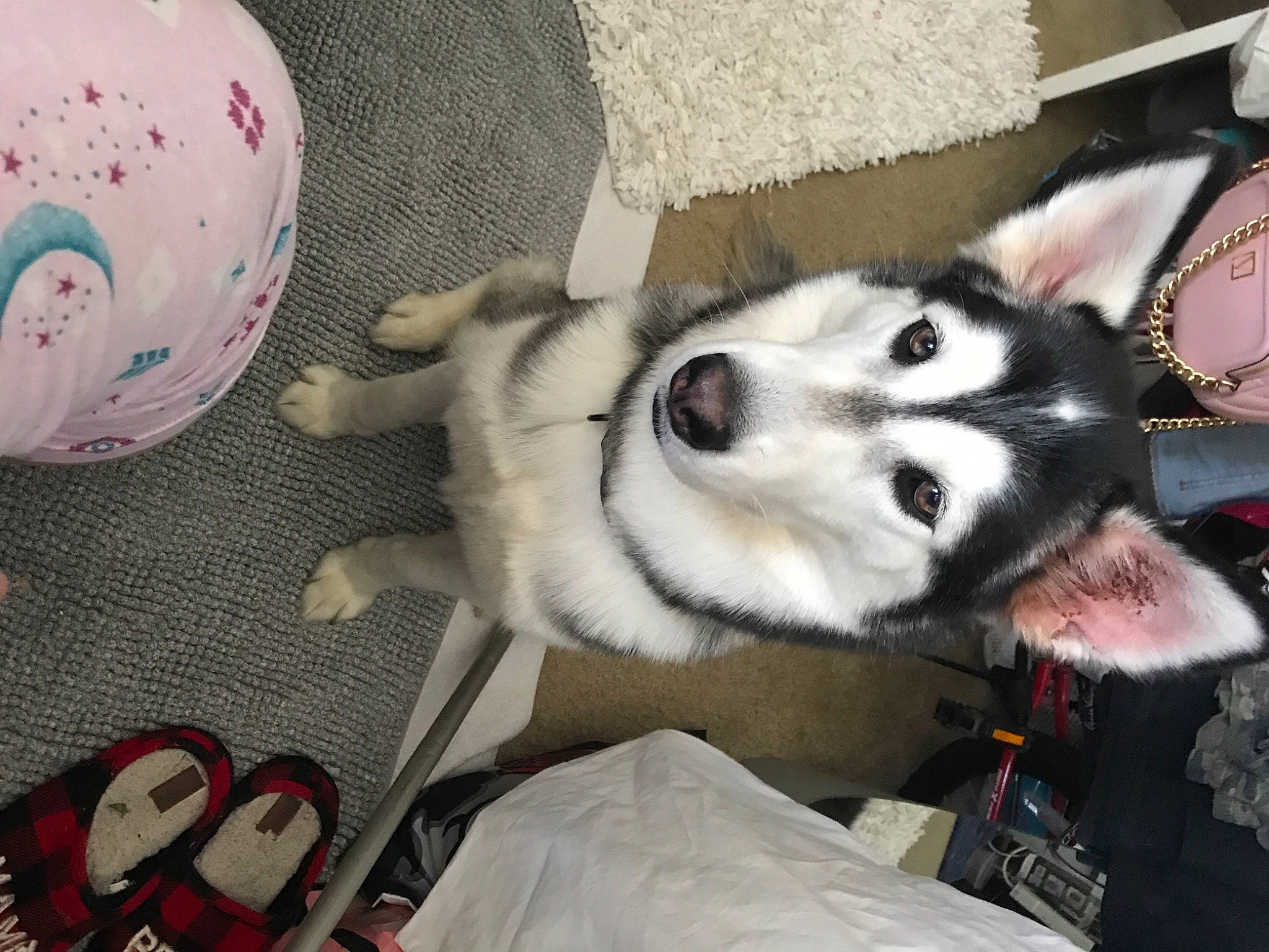 Ski joined the competition — help win amazing prizes! baseball_cap, canidae, cap, carmine, carnivore, companion_dog, dog, dog_breed, dog_supply, fashion_accessory, fur, hat, non_sporting_group, paw, siberian_husky, sled_dog, snout, wolf, working_animal, working_dog