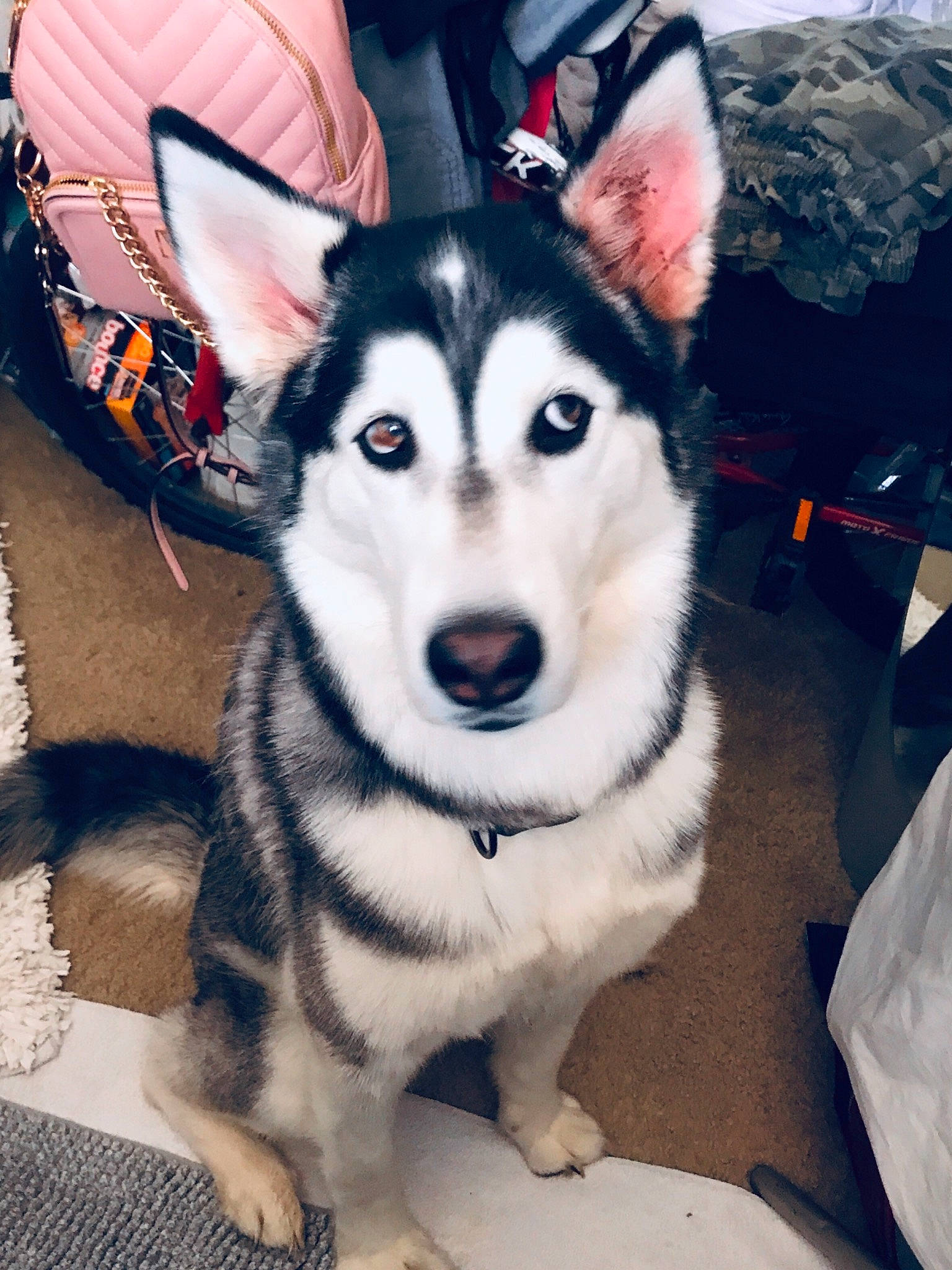 Ski is registered to the contest to win money with this photo: canidae, canis, carnivore, companion_dog, dog, dog_breed, fur, happy, iris, puppy, recreation, siberian_husky, sled_dog, snout, sporting_group, terrestrial_animal, tree, white, working_animal, working_dog