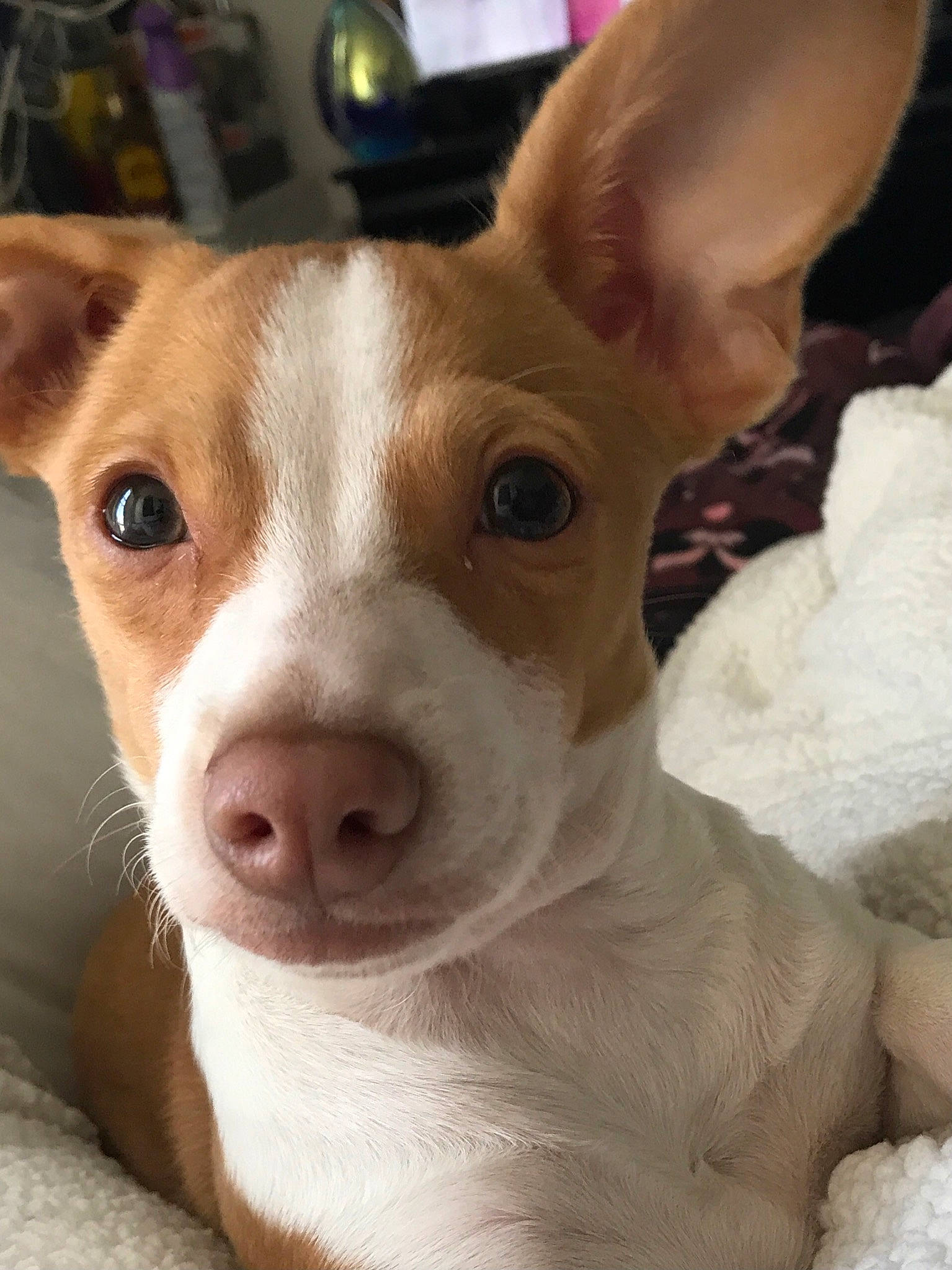 Summer joined the competition — help win amazing prizes! ancient_dog_breeds, canidae, carnivore, close_up, companion_dog, dog, dog_breed, ear, fawn, fur, mammal, non_sporting_group, nose, snout, sporting_group, terrestrial_animal, toy_dog, vertebrate, whiskers, working_animal