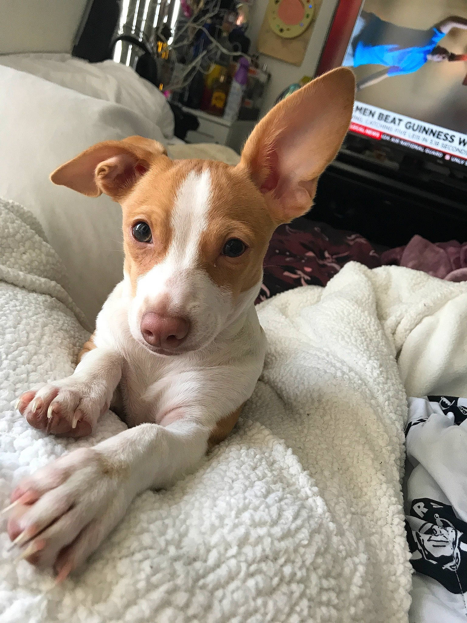 Summer is registered to the contest to win money with this photo: canidae, carnivore, comfort, companion_dog, computer_keyboard, corgi_chihuahua, dog, dog_breed, ear, fawn, fur, irishjacks, puppy, snout, sporting_group, terrestrial_animal, terrier, toy_dog, whiskers, working_animal