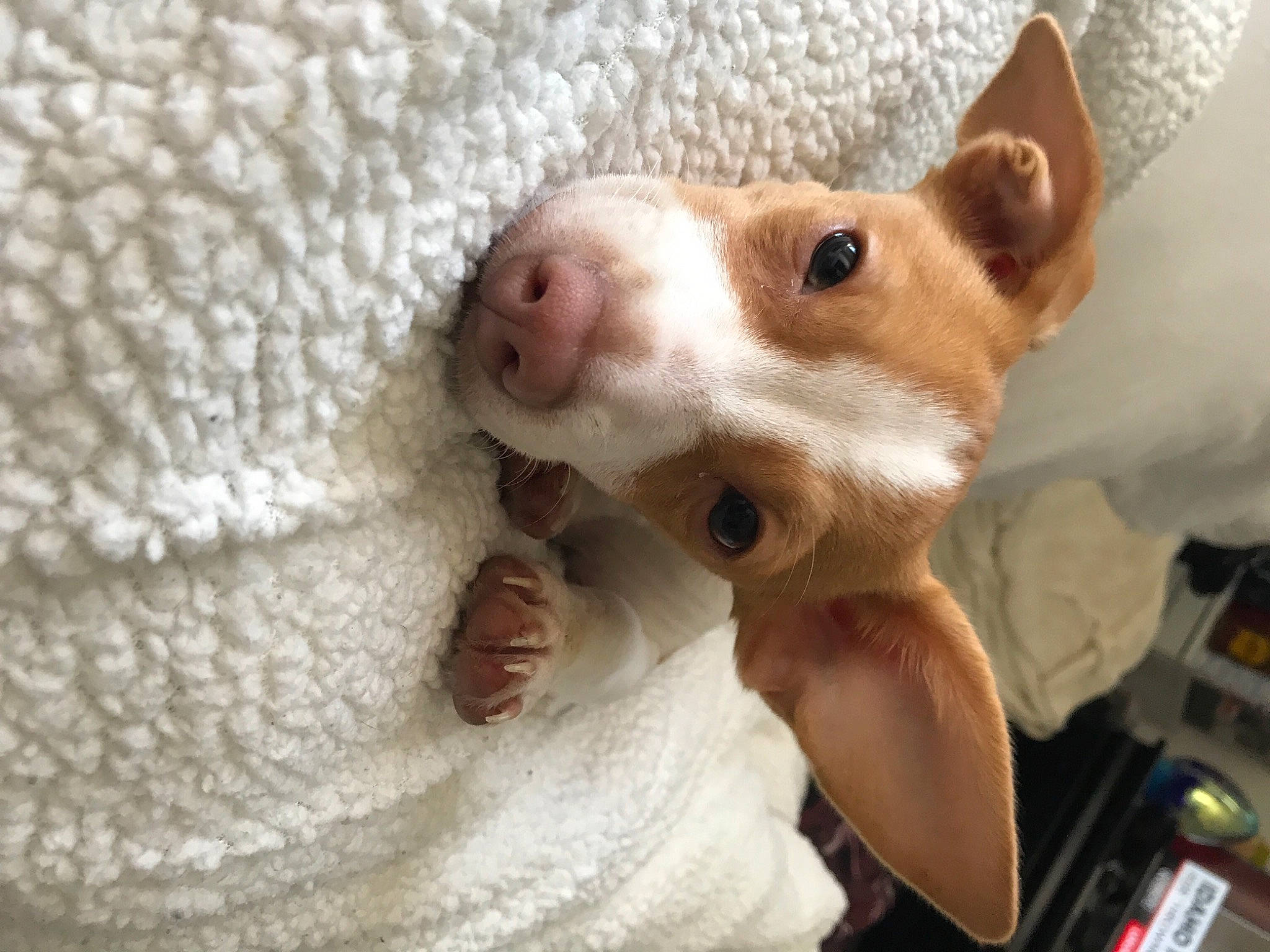 Summer is registered to the contest to win money with this photo: canidae, carnivore, chihuahua, companion_dog, dog, dog_breed, ear, fawn, fur, paw, puppy_love, snout, sporting_group, stuffed_toy, tail, terrier, toy_dog, whiskers, working_animal, woven_fabric