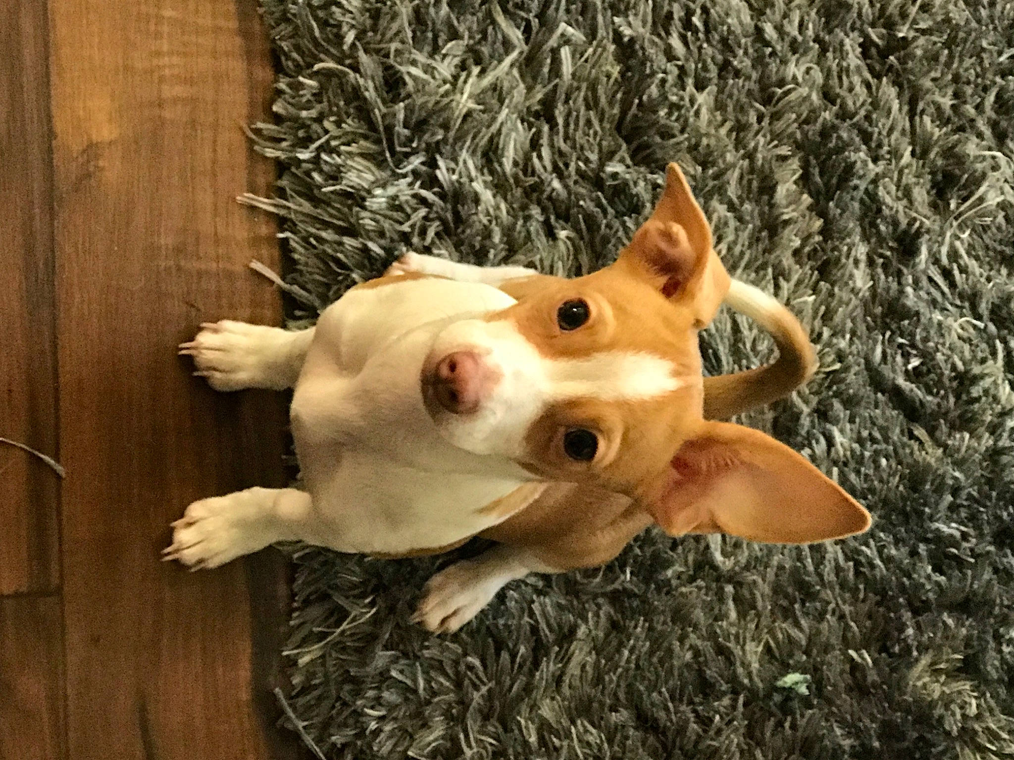 Summer joined the competition — help win amazing prizes! carnivore, companion_dog, dog, dog_breed, ear, fawn, felidae, fur, grass, hardwood, paw, snout, sporting_group, stuffed_toy, tail, terrestrial_animal, toy, whiskers, wood, working_animal