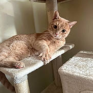 Snickers joined the competition — help win amazing prizes! animal, cat, cat_tree, claws, comfort, curious, cute, ears, feline, fur, household, indoor, looking, orange_tabby, paws, pet, playful, relaxed, resting, whiskers