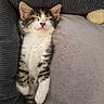Buzz a rejoint le concours — aidez-le/la à gagner de superbes lots ! kitten, cat, tabby, white_fur, sleeping, closed_eyes, pet, animal, couch, cushion, blanket, indoor, cozy, cute, relaxed, fluffy, whiskers, ears, portrait, nap
