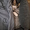 Buzz a rejoint le concours — aidez-le/la à gagner de superbes lots ! cat, kitten, tabby, white_fur, sleeping, sleepy, cozy, blanket, cushion, sofa, indoor, pet, cute, relaxed, resting, snuggled, close_up, portrait, soft_lighting, home_decor