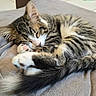cat, kitten, sleeping, curled_up, tabby, white_paws, fluffy, long_hair, pet, animal, cozy, blanket, indoors, relaxed, napping, closed_eyes, whiskers, tail, soft, cute
