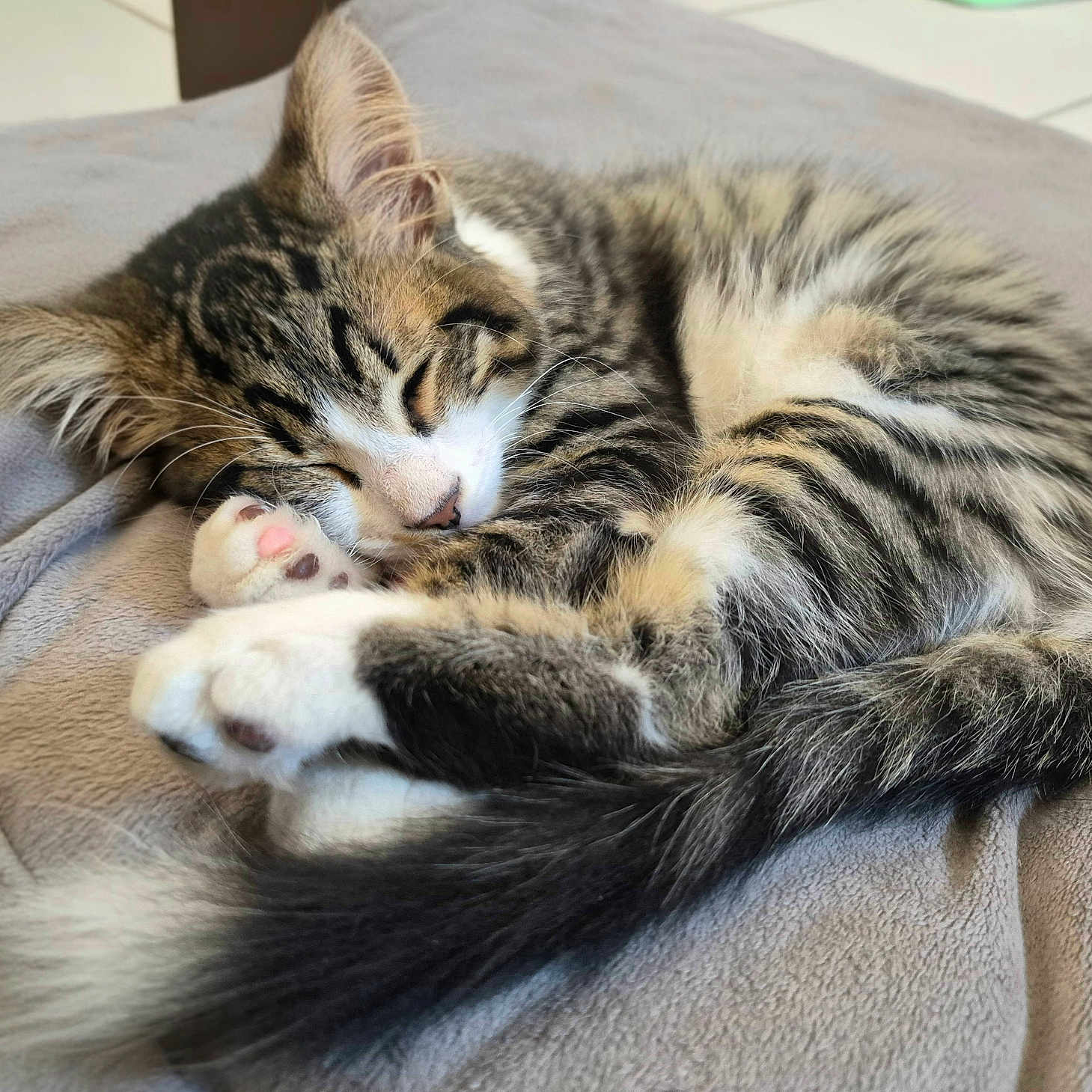 Buzz participe au concours pour gagner de l'argent avec cette photo : cat, kitten, sleeping, curled_up, tabby, white_paws, fluffy, long_hair, pet, animal, cozy, blanket, indoors, relaxed, napping, closed_eyes, whiskers, tail, soft, cute