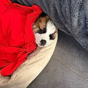 Bueno a rejoint le concours — aidez-le/la à gagner de superbes lots ! animal, bed, blanket, comfort, cozy, cute, dog, domestic_animal, floor, fur, grey_blanket, indoors, pet, puppy, red_blanket, relaxation, resting, sleeping, snuggled, tile_floor