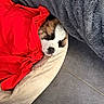 animal, bed, blanket, comfort, cozy, cute, dog, domestic_animal, floor, fur, grey_blanket, indoors, pet, puppy, red_blanket, relaxation, resting, sleeping, snuggled, tile_floor