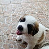 Bueno participe au concours pour gagner de l'argent avec cette photo : adorable, animal, brown_patches, cute, dog, domestic, fluffy, friendly, fur, happy, looking_up, pet, playful, puppy, sitting, small, tile_floor, tongue_out, white_fur, young_animal