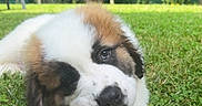 Bueno participe au concours pour gagner de l'argent avec cette photo : adorable, animal, canine, chewing, cute, daylight, dog, fur, garden, grass, greenery, lawn, nature, outdoor, pet, playful, puppy, relaxed, summer, young