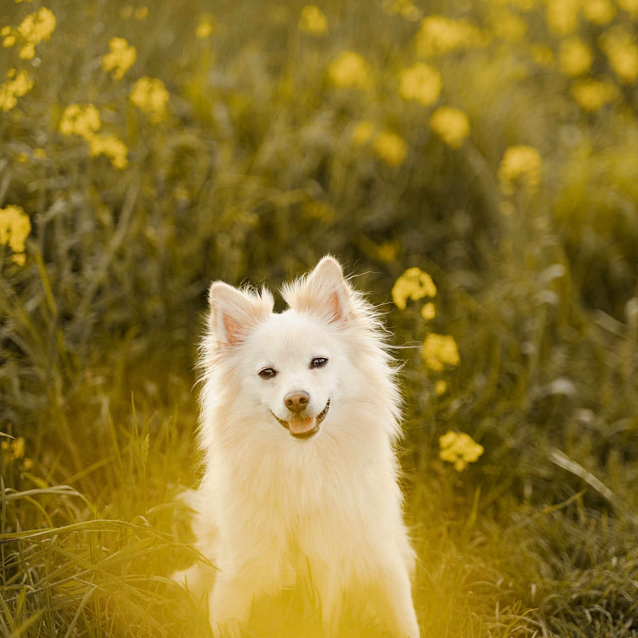 Saïko a rejoint le concours — aidez-le/la à gagner de superbes lots ! angora, animal, arcticfox, canine, cat, dog, eskimodog, field, flower, fox, grass, grassland, husky, nature, outdoors, pet, plant, puppy, whitedog, wolf