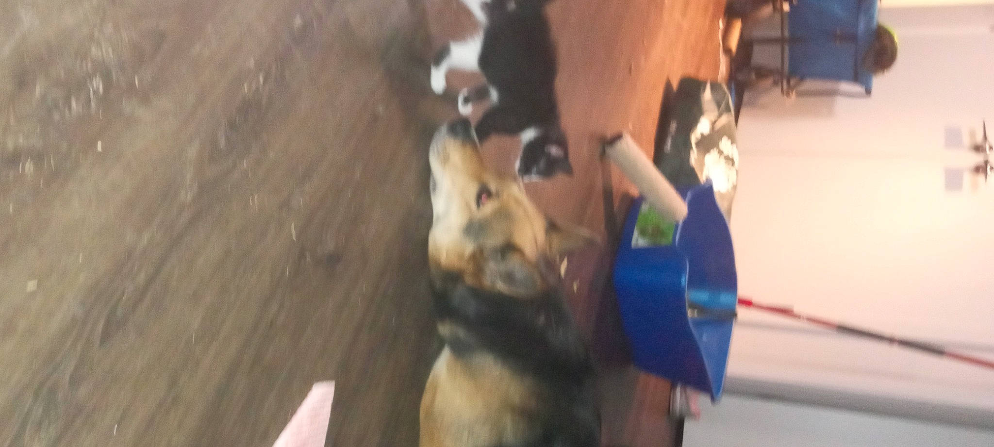 Panda is registered to the contest to win money with this photo: canidae, carnivore, companion_dog, dog, dog_breed, dog_supply, east_european_shepherd, electric_blue, fawn, fur, guard_dog, hardwood, herding_dog, non_sporting_group, recreation, sporting_group, terrestrial_animal, wood, working_animal, working_dog