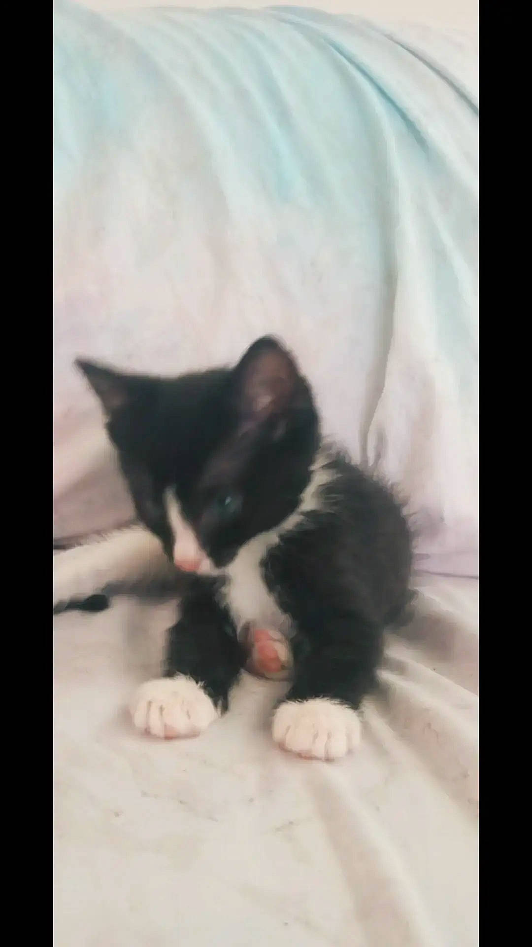 Panda is registered to the contest to win money with this photo: canidae, carnivore, cat, claw, comfort, dog_breed, domestic_short_haired_cat, eye, felidae, foot, fur, head, human_body, monochrome_photography, paw, photo_caption, small_to_medium_sized_cats, snout, tail, whiskers