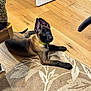 Odin Jax joined the competition — help win amazing prizes! puppy, dog, german_shepherd, young_dog, lying_down, carpet, floor, wooden_floor, indoor, pet, ears_up, collar, brown_dog, black_muzzle, relaxed, home, door, animal, cute, pet_dog