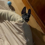 Odin Jax is registered to the contest to win money with this photo: dog, pet_bed, toy, wooden_floor, cabinet, curious, peeking, indoor, animal, playful, floor_rug, blue_ball, canine, ears, tongue, home, cozy, furniture, domestic, pet