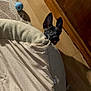 dog, pet_bed, toy, wooden_floor, cabinet, curious, peeking, indoor, animal, playful, floor_rug, blue_ball, canine, ears, tongue, home, cozy, furniture, domestic, pet