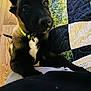 Odin Jax is registered to the contest to win money with this photo: puppy, dog, pet, collar, black_face, curious, indoor, quilt, patchwork, floor, wood_floor, closeup, young_dog, animal, companion, domestic, cute, furry, canine, resting