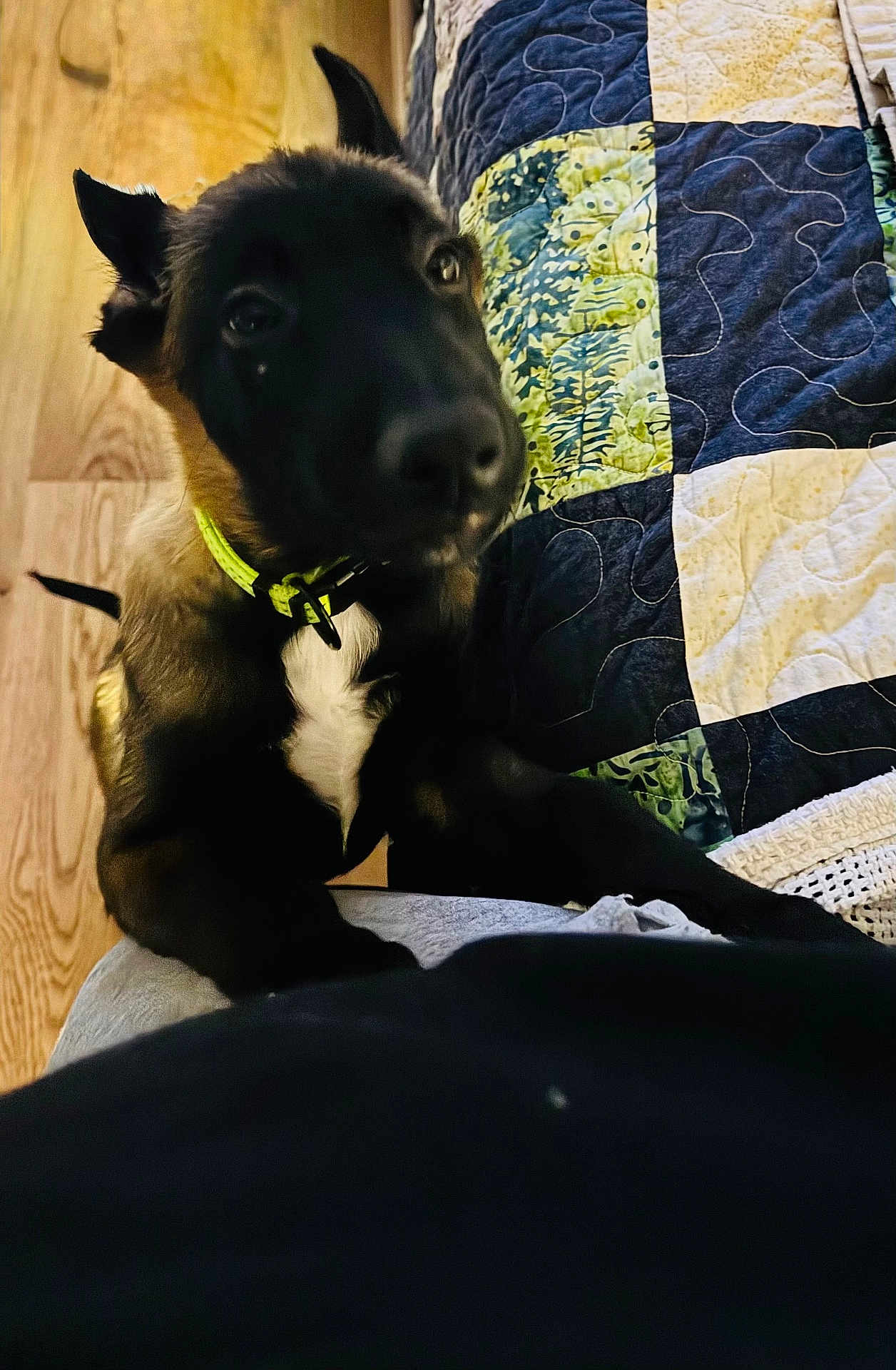 Odin Jax