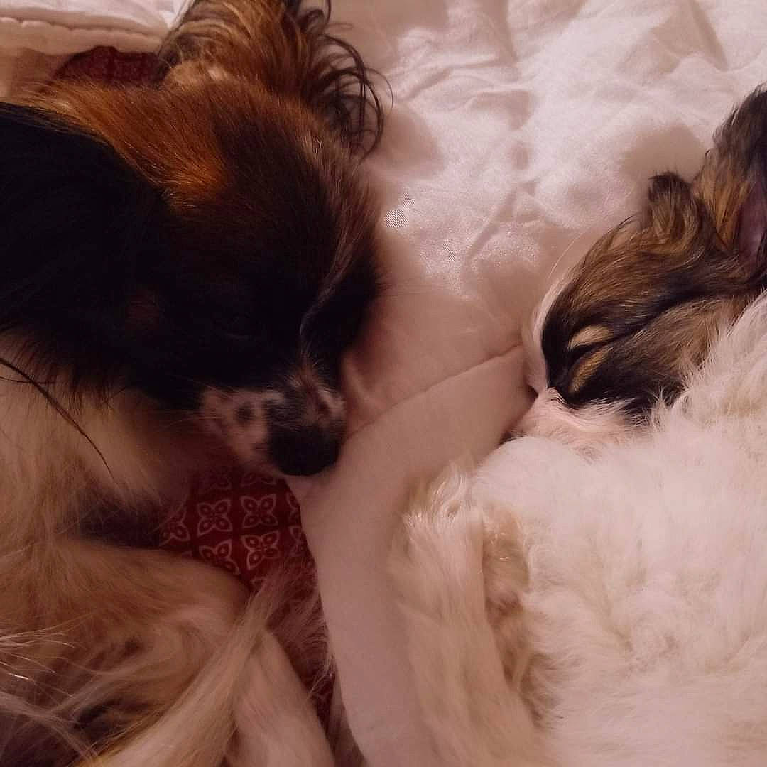 Tokki participe au concours pour gagner de l'argent avec cette photo : canidae, carnivore, chinese_imperial_dog, companion_dog, dog, dog_breed, ear, fawn, fur, interaction, love, papillon, phalene, puppy, puppy_love, shih_tzu, sporting_group, toy_dog