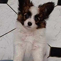Tokki