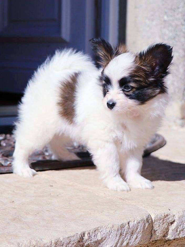 Tokki a rejoint le concours — aidez-le/la à gagner de superbes lots ! canidae, carnivore, companion_dog, dog, dog_breed, fawn, mammal, papillon, phalene, pomeranian, puppy, rare_breed_dog, spaniel, sporting_group, toy_dog, vertebrate