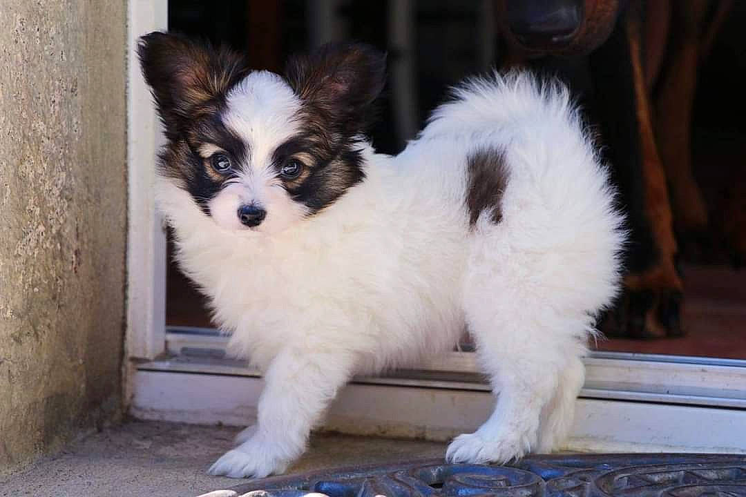 Tokki a rejoint le concours — aidez-le/la à gagner de superbes lots ! canidae, carnivore, companion_dog, dog, dog_breed, mammal, papillon, phalene, pomeranian, puppy, rare_breed_dog, spaniel, sporting_group, thai_bangkaew_dog, toy_dog, vertebrate