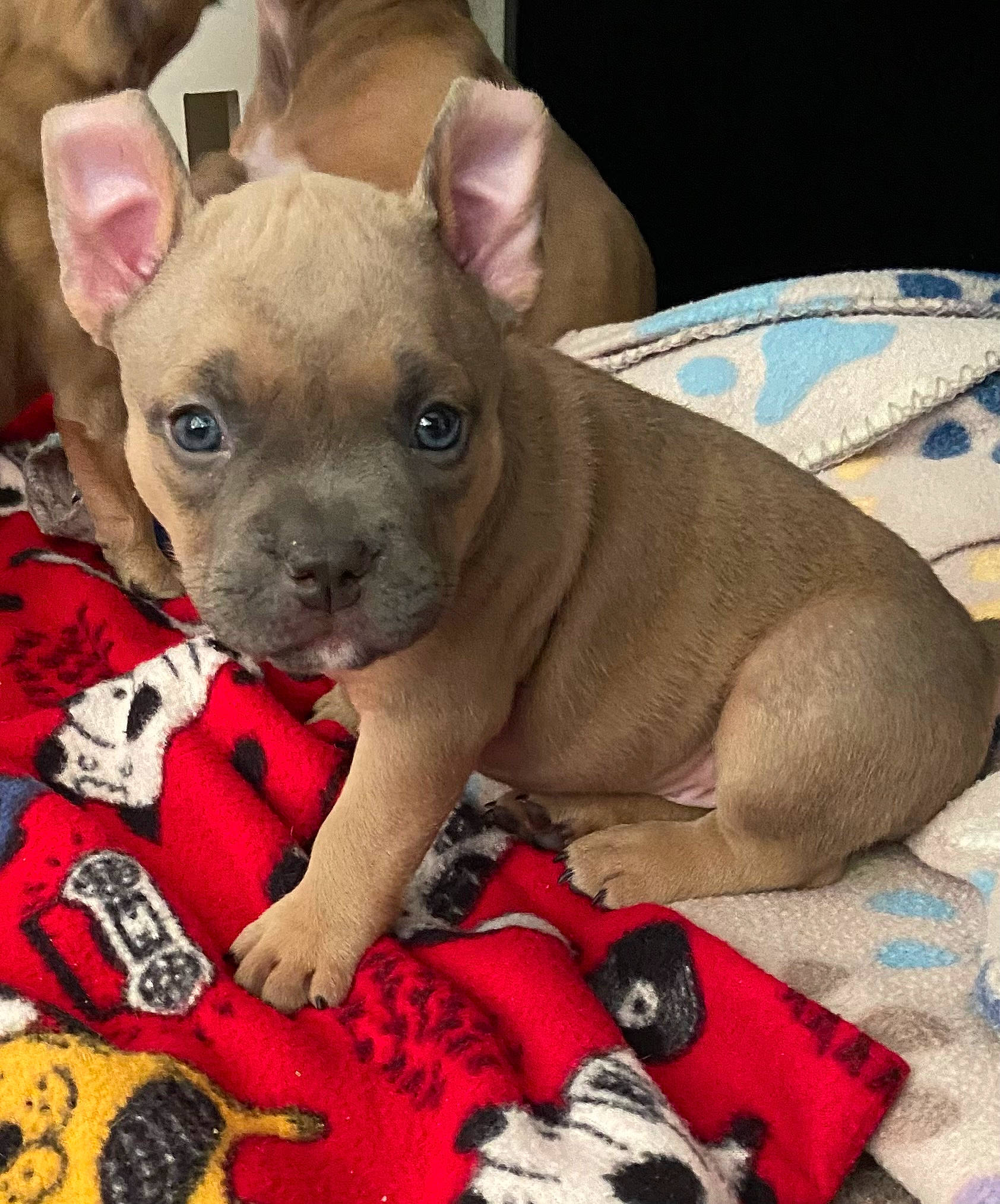 Weezy joined the competition — help win amazing prizes! carmine, carnivore, collar, comfort, companion_dog, dog, dog_breed, dog_supply, ear, fawn, fur, mexican_hairless_dog, pattern, paw, peruvian_hairless_dog, snout, terrestrial_animal, toy_dog, whiskers, working_animal