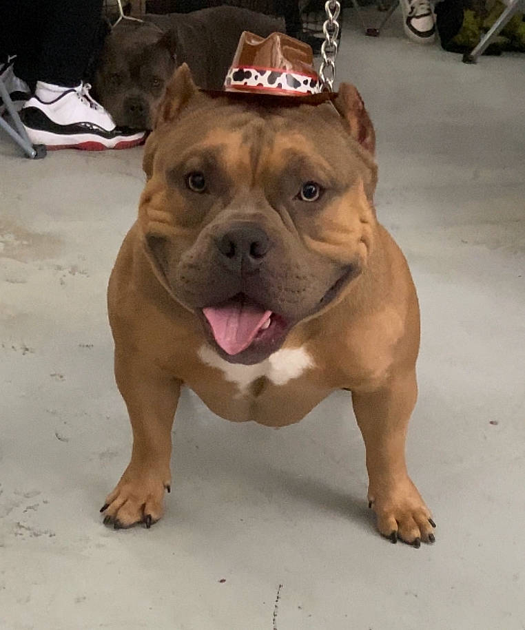 Weezy joined the competition — help win amazing prizes! ancient_dog_breeds, bulldog, canidae, carnivore, companion_dog, dog, dog_breed, dog_collar, fawn, fur, leash, molosser, non_sporting_group, snout, sporting_group, terrestrial_animal, toy_dog, working_animal, working_dog, wrinkle