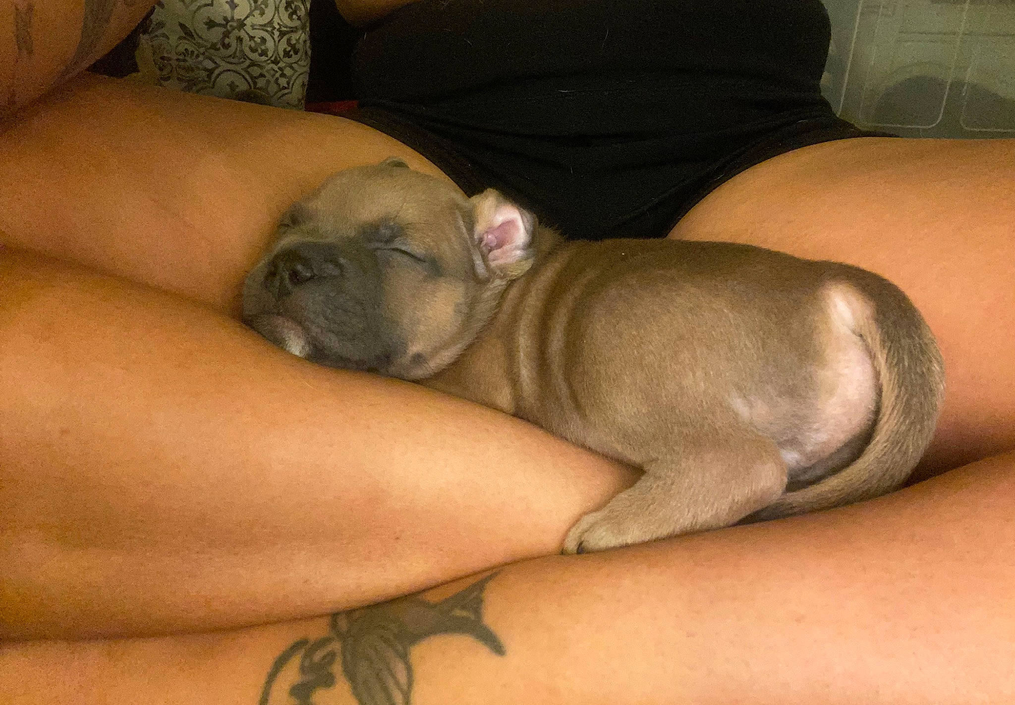 Weezy is registered to the contest to win money with this photo: carnivore, chest, comfort, companion_dog, dog, dog_breed, elbow, fawn, finger, flesh, foot, human_leg, knee, nail, terrestrial_animal, thigh, toy_dog, whiskers, wrinkle, wrist