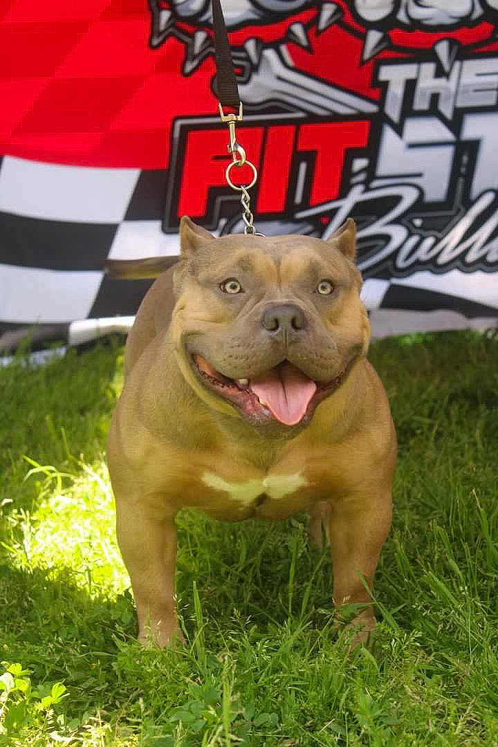 Weezy joined the competition — help win amazing prizes! ancient_dog_breeds, bulldog, canidae, carnivore, companion_dog, dog, dog_breed, fawn, flag, grass, liver, molosser, non_sporting_group, plant, snout, sporting_group, terrestrial_animal, whiskers, working_animal, working_dog