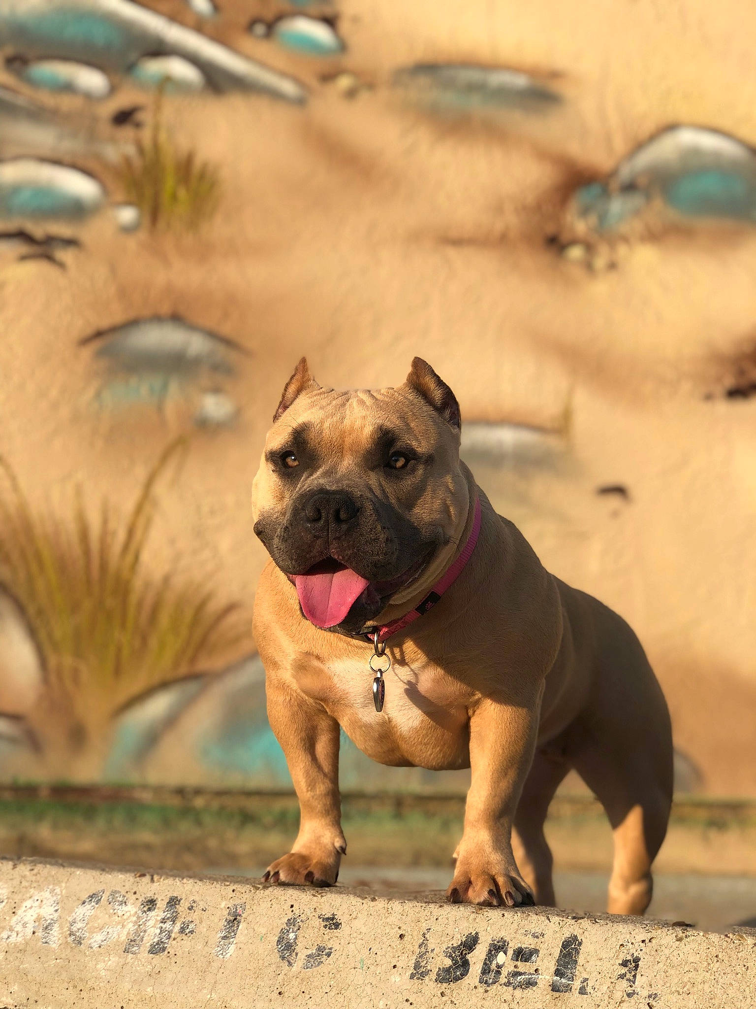 Fendi is registered to the contest to win money with this photo: ancient_dog_breeds, bulldog, carnivore, collar, companion_dog, dog, dog_breed, dog_collar, fawn, landscape, molosser, plant, sand, snout, sporting_group, terrestrial_animal, wildlife, working_animal, working_dog, wrinkle