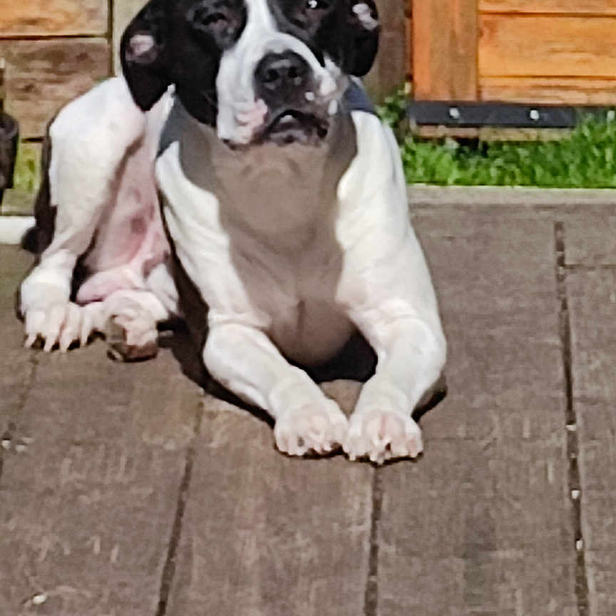Akira participe au concours pour gagner de l'argent avec cette photo : animal, bostonbull, boxer, bulldog, canine, dog, flagstone, frenchbulldog, hardwood, path, pet, pitbull, plywood, pointer, puppy, walkway, wood